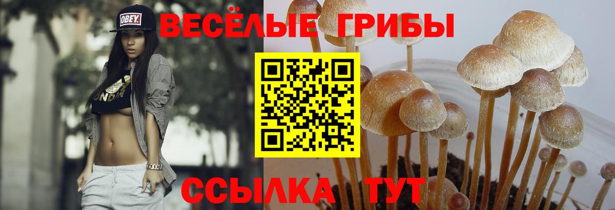 где продают наркотики  Вход с VPN  Ростов-на-Дону  Псилоцибиновые грибы Psilocybine cubensis 